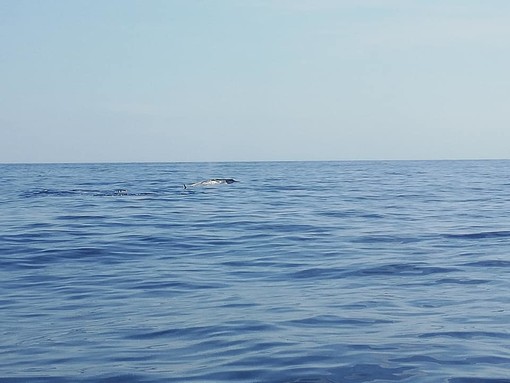 Ancora visitatori speciali nelle acque di Santo Stefano al mare: questa volta un gruppo di balenottere Ancora visitatori speciali nelle acque di Santo Stefano al mare: questa volta un gruppo di balenottere