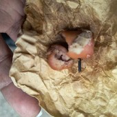 A Taggia il killer dei cani, i residenti: "Attenti ai bocconi con le lame", Espedito: "Avvisato i vigili"