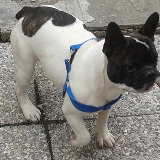 Sanremo: Carlino il bulldog francese è tornato a casa dalla sua famiglia
