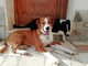 Sanremo: i bellissimi cagnolini Bimbo e Bimba cercano una famiglia