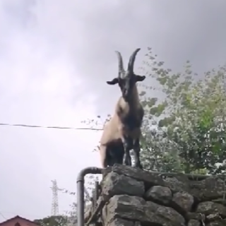 Taggia-Badalucco, becco in libertà sulla Strada Provinciale 48: rischio incidenti Taggia-Badalucco, becco in libertà sulla Strada Provinciale 48: rischio incidenti