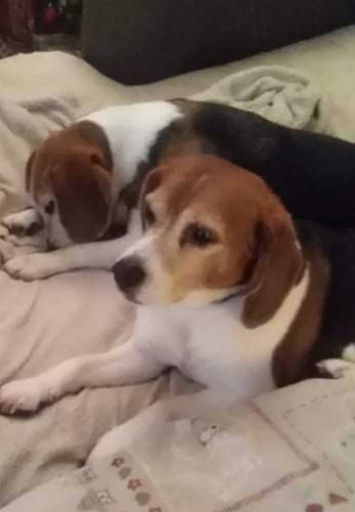 Sanremo: in frazione San Romolo sono stati smarriti due beagle, i proprietari li stanno cercando