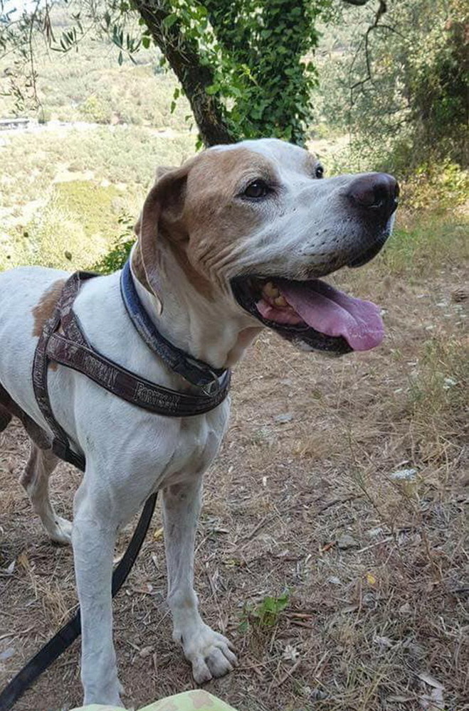 Chiusavecchia: canile "Gli Ulivi" il cagnolino Brando aspetta di essere adottato Chiusavecchia: canile "Gli Ulivi" il cagnolino Brando aspetta di essere adottato