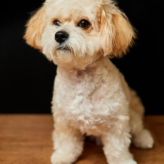 Guida essenziale al Barboncino Toy: capire il carattere, la storia e la toelettatura Guida essenziale al Barboncino Toy: capire il carattere, la storia e la toelettatura