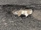 Sanremo: buche in strada Solaro, lettore chiede al Comune un intervento definitivo per la messa in sicurezza dell'area Sanremo: buche in strada Solaro, lettore chiede al Comune un intervento definitivo per la messa in sicurezza dell'area