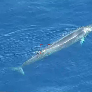 Balenottera dal comportamento insolito avvistata al largo di Albenga: ad individuarla il drone dalla Guardia Costiera (foto e video)