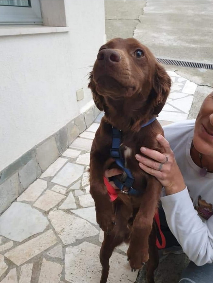 Sanremo: il cucciolotto Braun è stato adottato