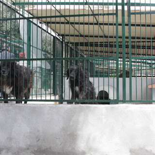 I cani e i gatti dell’Enpa di Sanremo hanno ricevuto un concreto aiuto grazie al ‘food raising’ di Friskies