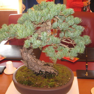 Imperia: nel fine settimana due giorni dedicati al Festival del Bonsai