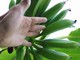 'Banane di Liguria', progetto sperimentale di Marco Damele sulla coltivazione e sviluppo delle banane