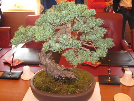 Imperia: nel fine settimana due giorni dedicati al Festival del Bonsai