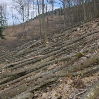 Dalla valle Argentina l'appello alla politica contro il taglio dei faggi del bosco di Rezzo Dalla valle Argentina l'appello alla politica contro il taglio dei faggi del bosco di Rezzo