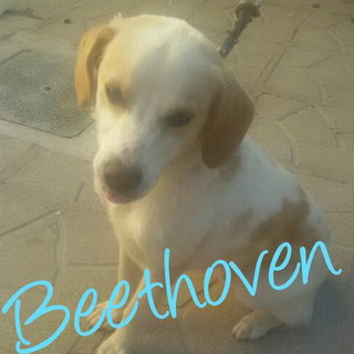 Enpa di Sanremo: un appello per Beethoven, un cagnolino che arriva dal sud Italia Enpa di Sanremo: un appello per Beethoven, un cagnolino che arriva dal sud Italia