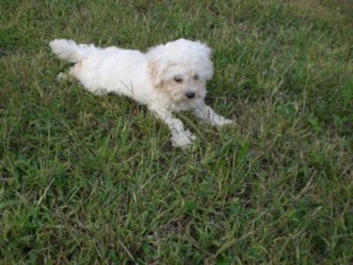 Sanremo: ritrovato subito il barboncino perso stamani