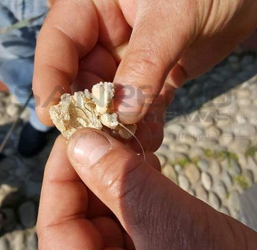 Ventimiglia: esche-killer trovate nel centro storico, bocconi per cani nascondevano ami da pesca