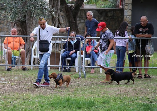 Al via domenica la seconda edizione di 'Bordighera Dog Show': l'expo canina in programma ai giardini Lowe (Foto)