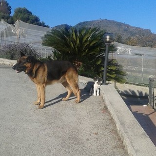 Ventimiglia: scomparso in zona Pedaigo Buck, simil pastore tedesco di 9 anni