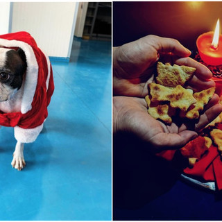 Speciale Backstage con ImbimboVet: biscotti natalizi a volontà per i nostri Amici a 4 zampe!