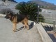 Ventimiglia: scomparso in zona Pedaigo Buck, simil pastore tedesco di 9 anni Ventimiglia: scomparso in zona Pedaigo Buck, simil pastore tedesco di 9 anni