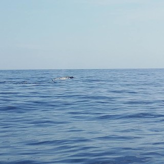 Ancora visitatori speciali nelle acque di Santo Stefano al mare: questa volta un gruppo di balenottere
