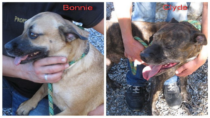 Ospedaletti: i cagnolini Bonnie e Clyde aspettano una vera famiglia