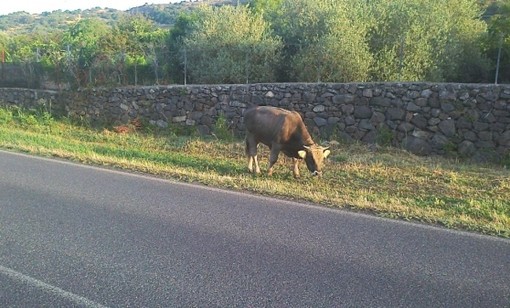 Mandria allo stato brado nell’imperiese, Coldiretti: "Un pericolo concreto per le persone e le aziende"