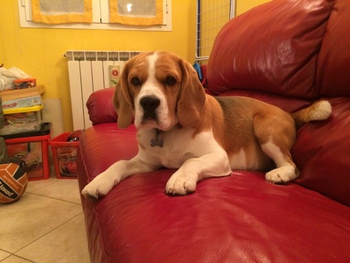 Sanremo: ritrovato a tempo di record il beagle Milo, la felicità dei proprietari