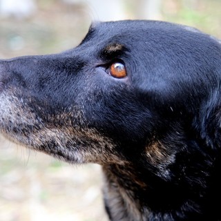 Bordighera Dog Show: una giornata di festa, cultura e solidarietà dedicata agli amici a quattro zampe