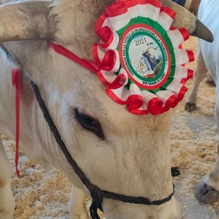 Carrù celebra la razza piemontese: asta del bue, pranzo e giochi alla nona Festa della Carne Carrù celebra la razza piemontese: asta del bue, pranzo e giochi alla nona Festa della Carne