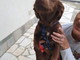 Sanremo: il cucciolotto Braun è stato adottato