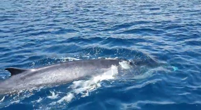 Ventimiglia: due balenottere avvistate davanti alla secca di Mortola, il video Ventimiglia: due balenottere avvistate davanti alla secca di Mortola, il video