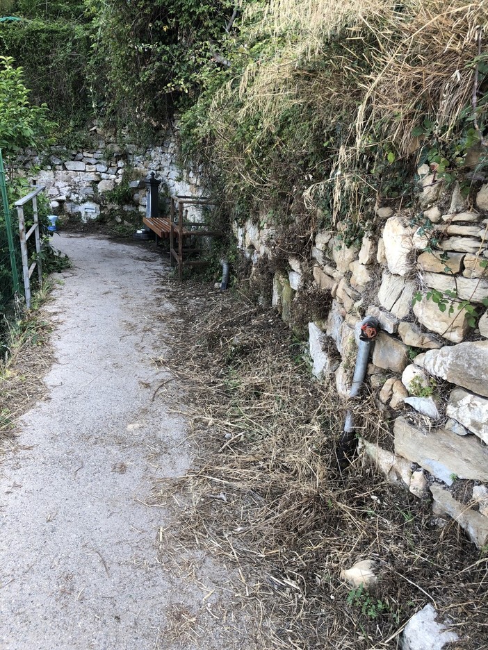 Bordighera: incuria per il beodo e il palmeto, la consigliera comunale Mara Lorenzi "C'è speranza che le cose cambino" Bordighera: incuria per il beodo e il palmeto, la consigliera comunale Mara Lorenzi "C'è speranza che le cose cambino"