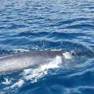 Ventimiglia: due balenottere avvistate davanti alla secca di Mortola, il video