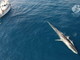 Avvistata una megattera nel Santuario Pelagos alla vigilia dell’inizio di stagione di ricerca Citizen-Science su balene e delfini Avvistata una megattera nel Santuario Pelagos alla vigilia dell’inizio di stagione di ricerca Citizen-Science su balene e delfini