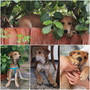 Sanremo: il cucciolo Biscotto è in cerca di una famiglia