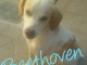 Enpa di Sanremo: un appello per Beethoven, un cagnolino che arriva dal sud Italia Enpa di Sanremo: un appello per Beethoven, un cagnolino che arriva dal sud Italia