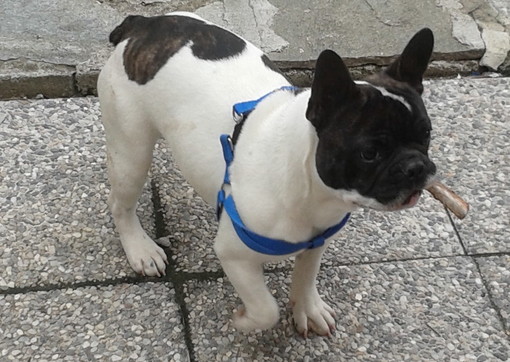 Sanremo: Carlino il bulldog francese è tornato a casa dalla sua famiglia Sanremo: Carlino il bulldog francese è tornato a casa dalla sua famiglia