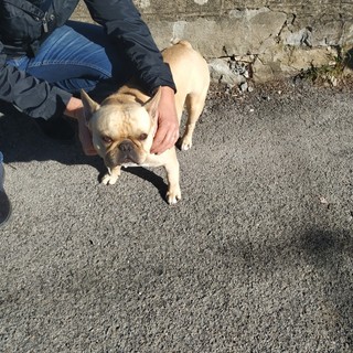 Sanremo, bulldog francese trovato in zona Capo Nero: ecco i riferimenti per recuperalo (foto)