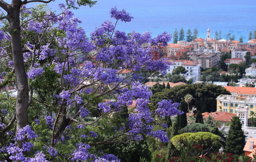 Bordighera: affidato ad uno studio di Torino l'incarico per controllare 200 alberi sul territorio comunale Bordighera: affidato ad uno studio di Torino l'incarico per controllare 200 alberi sul territorio comunale