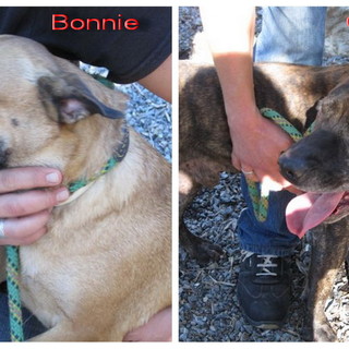 Ospedaletti: i cagnolini Bonnie e Clyde aspettano una vera famiglia