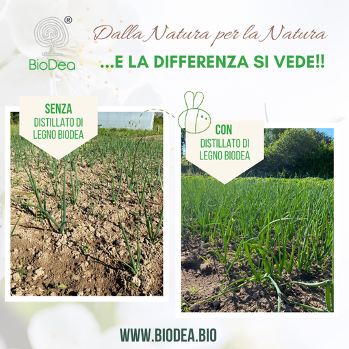Orto: trattamento del terreno con "Biochar BioDea" e "Distillato di Legno BioDea" Orto: trattamento del terreno con "Biochar BioDea" e "Distillato di Legno BioDea"