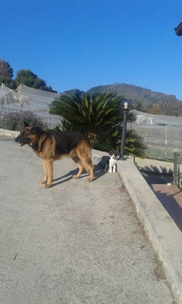 Ventimiglia: scomparso in zona Pedaigo Buck, simil pastore tedesco di 9 anni Ventimiglia: scomparso in zona Pedaigo Buck, simil pastore tedesco di 9 anni