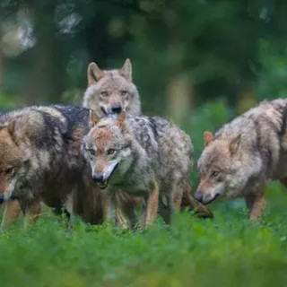 Lupi, l'appello degli allevatori: “Servono interventi immediati per difendere il territorio” Lupi, l'appello degli allevatori: “Servono interventi immediati per difendere il territorio”