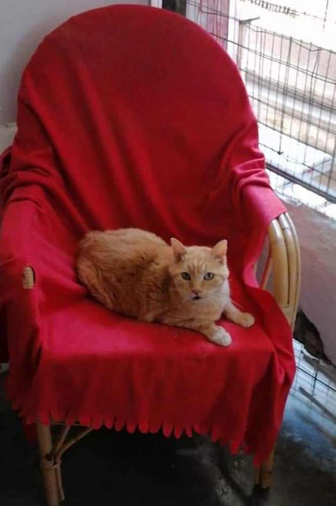 Ventimiglia: il gatto Bobo di 17 anni aspetta di essere adottato