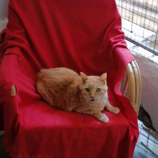 Ventimiglia: il gatto Bobo di 17 anni aspetta di essere adottato