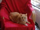 Ventimiglia: il gatto Bobo di 17 anni aspetta di essere adottato