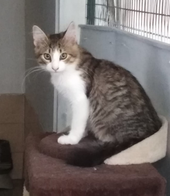 Sanremo: il gattino Basci cerca una nuova famiglia