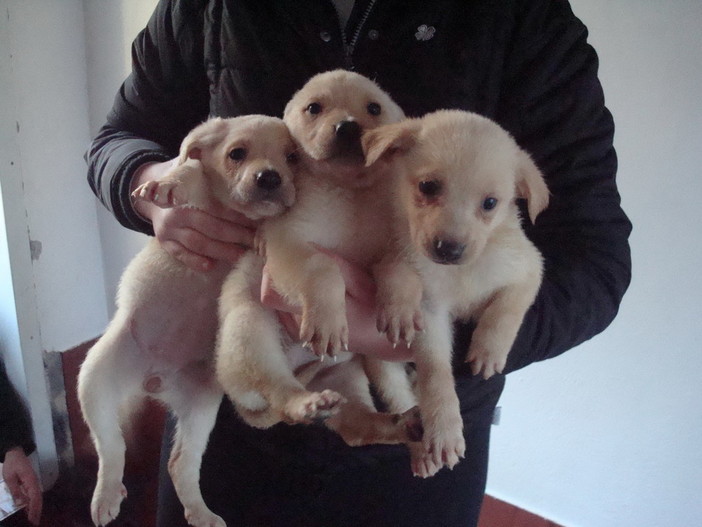 Annunci di cuccioli in 'regalo' a 175 euro: una nostra lettrice risponde a Marco Annunci di cuccioli in 'regalo' a 175 euro: una nostra lettrice risponde a Marco