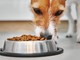 Crocchette per cani: tutti i vantaggi del cibo secco Crocchette per cani: tutti i vantaggi del cibo secco