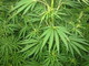San Biagio della Cima: coltiva una pianta di marijuana di oltre due metri, ma per il giudice è uso personale. Trentanovenne assolto in tribunale